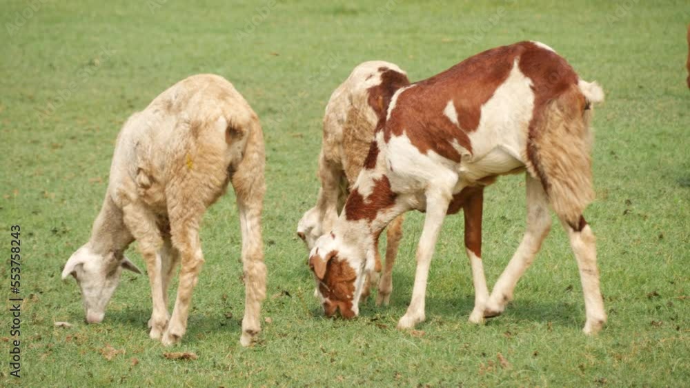 Live video of three goats feeding on grass Live video of three goats feeding on grass