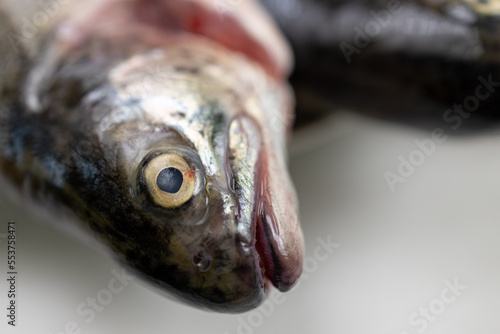 Fresh trout on the plate ready for preparing
