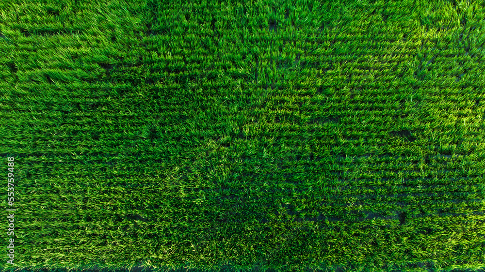 Aerial top view of the green rice fields nature agricultural farm background abstract, Aerial top view of the green rice fields nature agricultural farm background abstract,