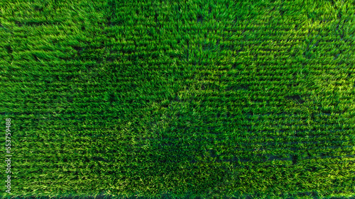 Aerial top view of the green rice fields nature agricultural farm background abstract,