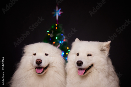 The concept of Christmas. Two happy dogs together at home are waiting for the celebration of the New Year and Christmas. Samoyeds. Merry Christmas and Happy New Year! © Anton