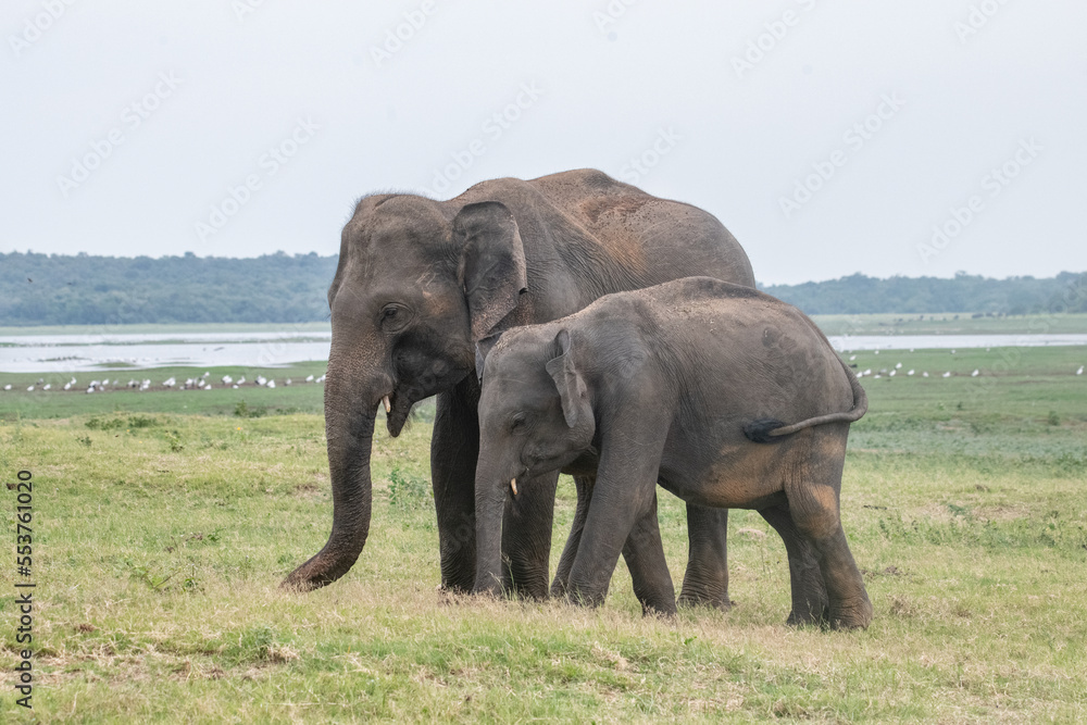 Fototapeta premium Elephants