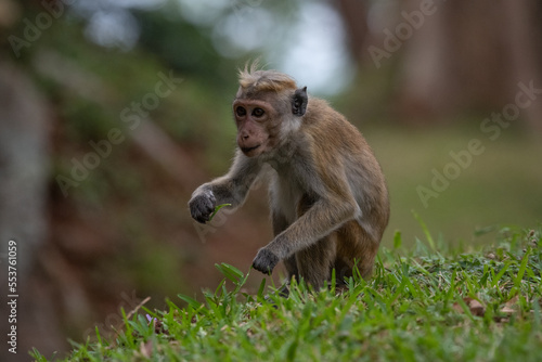 Monkey © Stanislav