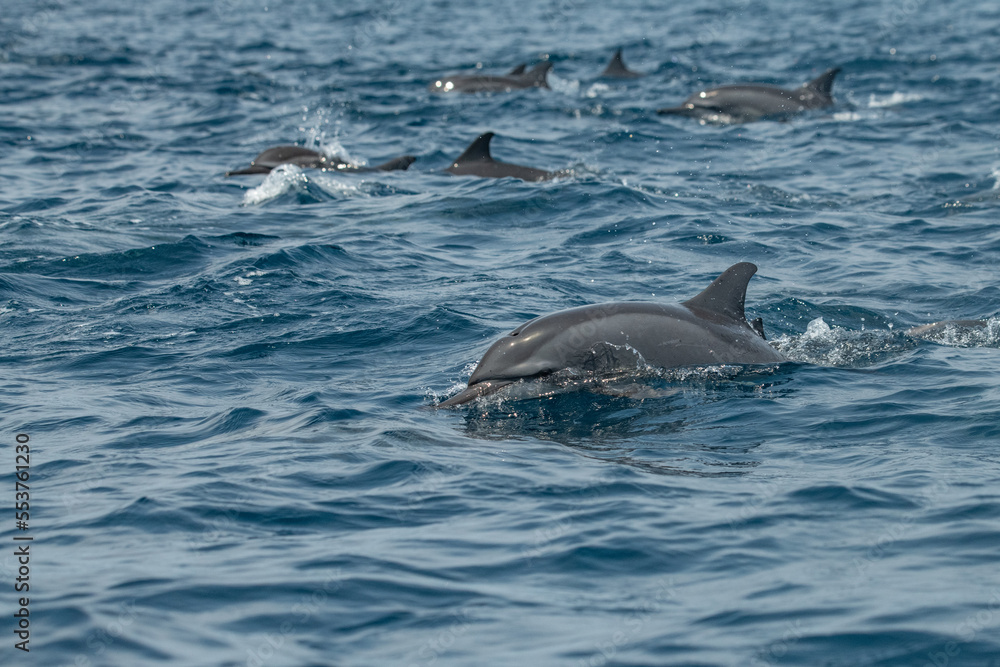 Obraz premium Dolphins