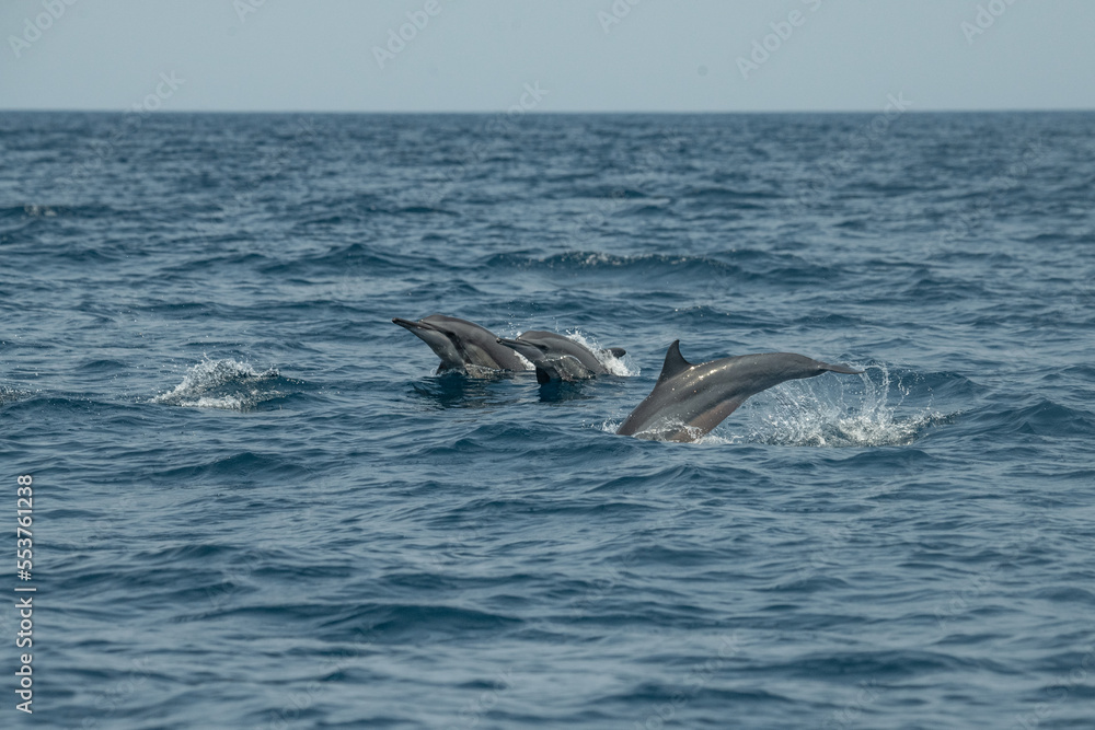 Fototapeta premium Dolphins