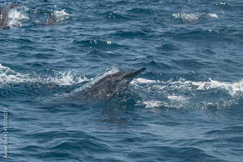 Dolphins © Stanislav