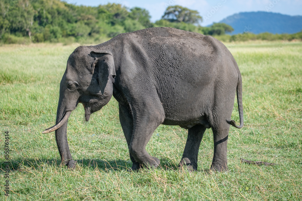 Fototapeta premium Elephants