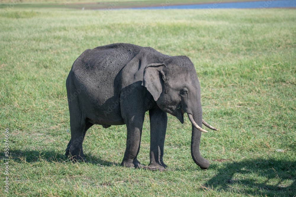 Fototapeta premium Elephants