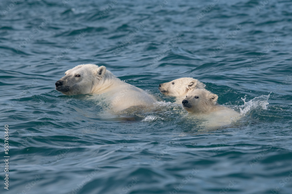 Fototapeta premium Polar bears in the Arctic