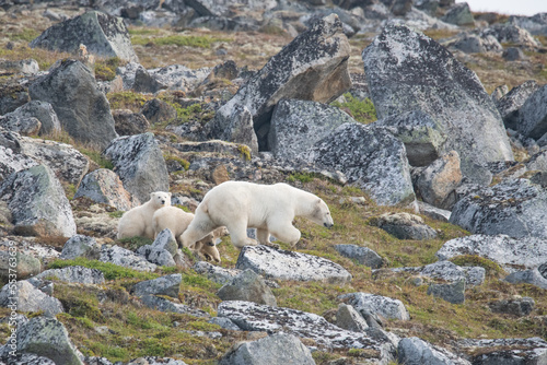 Polar bears in the Arctic