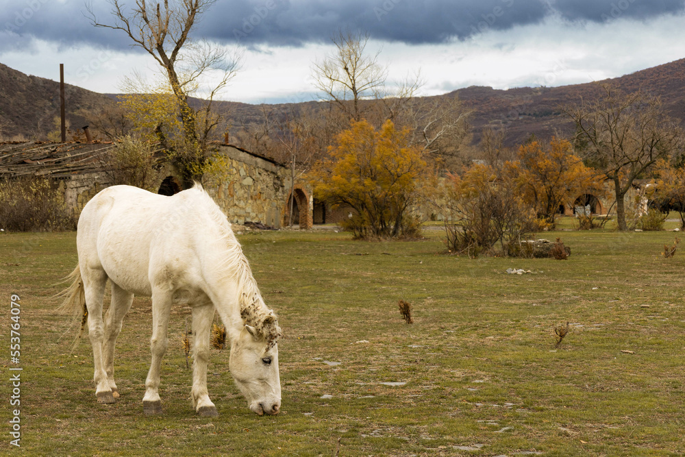 Horse among the grass on a blurred background Horse among the grass on a blurred background