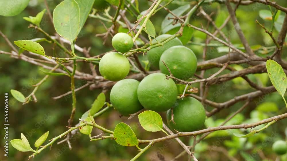 Blowing lime branches packed sowing citrus fruits Blowing lime branches packed sowing citrus fruits