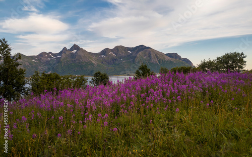 Arctic Lupine Wildflowers on the coast of Gimsøystraumen strait, in the Lofoten Archipelago