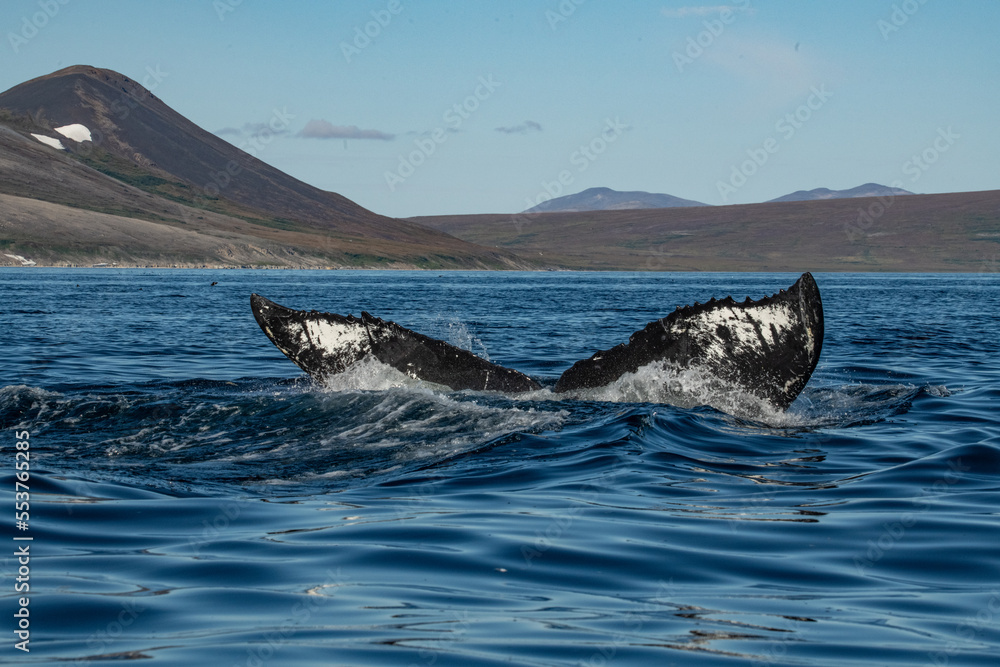 Fototapeta premium Whale tail