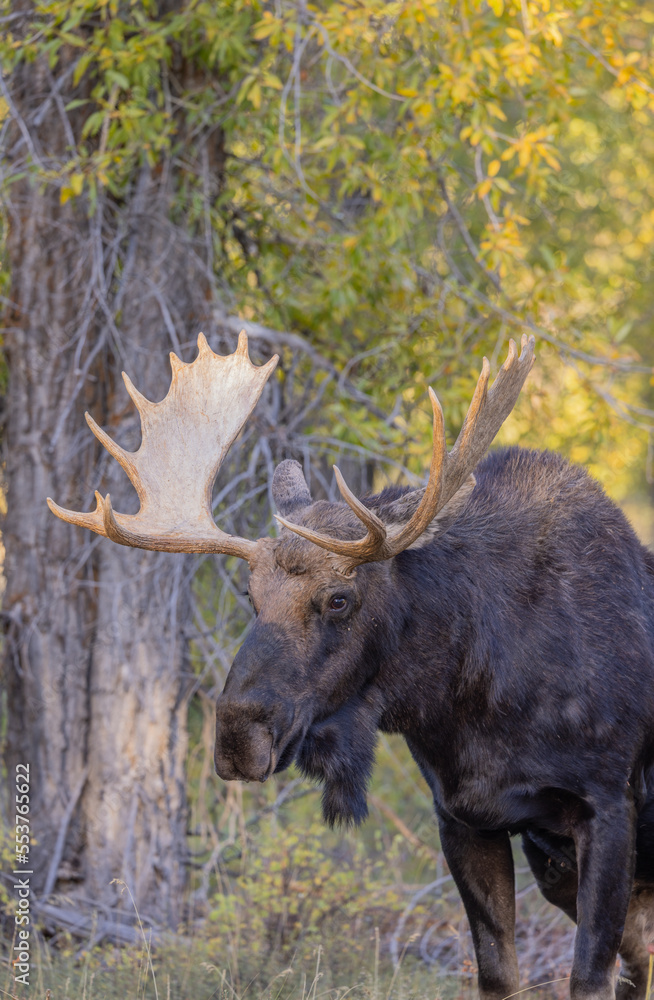 Fototapeta premium Bull Shiras Moose During the Fall Rut in Wyoming