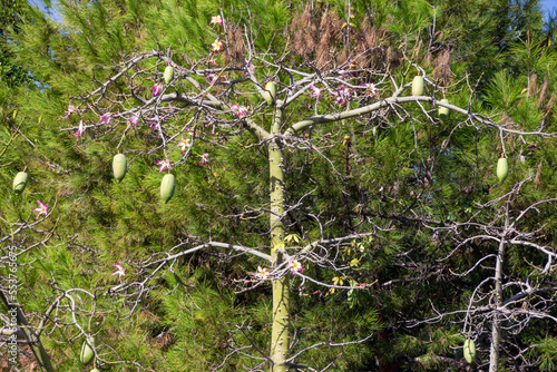 Chorisia speciosa o palo de borracho con vaina fruto photo