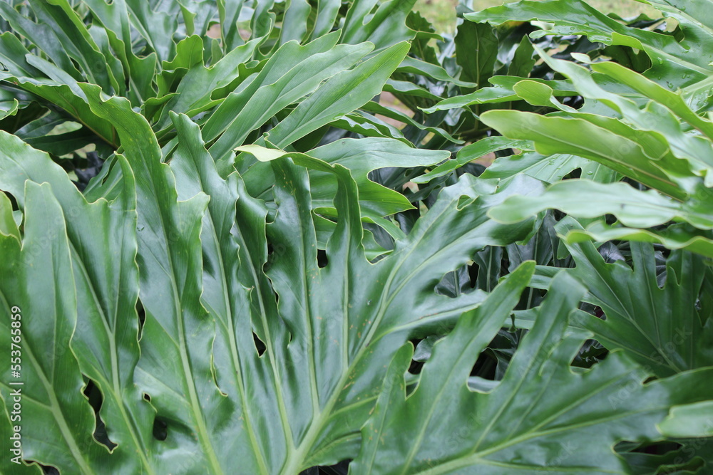 finger-shaped ornamental plant leaves finger-shaped ornamental plant leaves