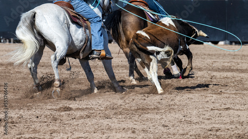 Cowboys and a steer in an Arizon roping event