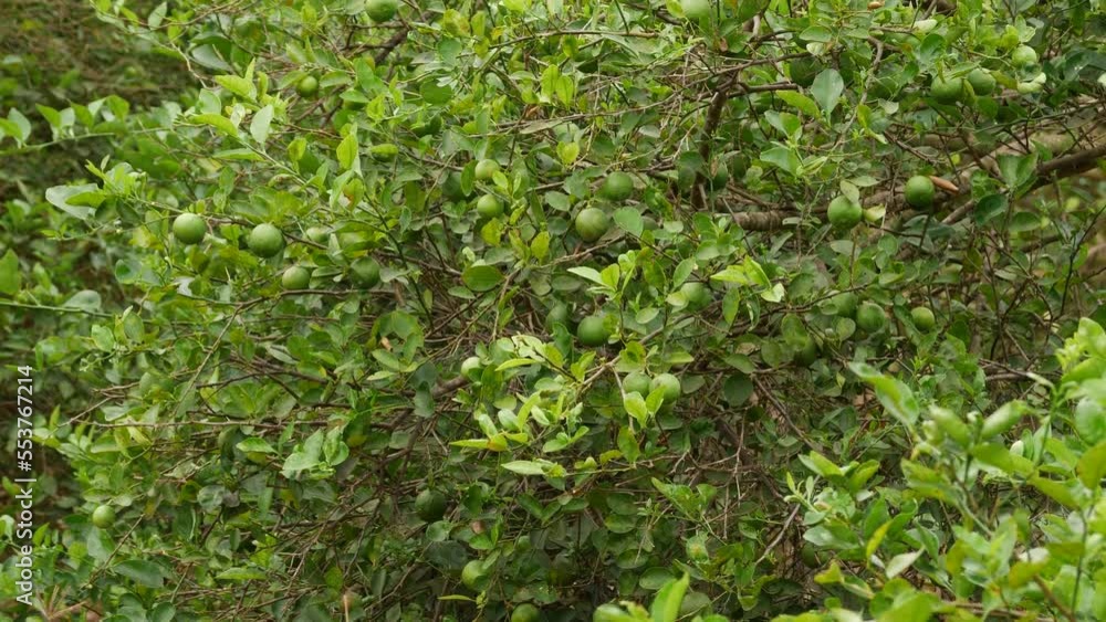 4k leafy lemon tree blowing ornamental shade 4k leafy lemon tree blowing ornamental shade
