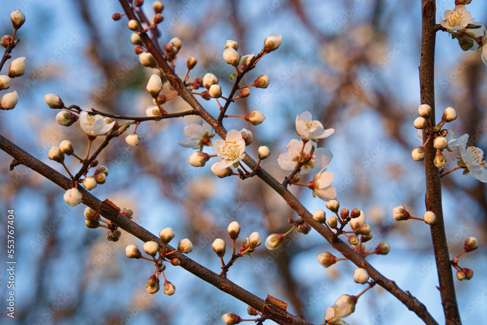 Branch with cherry blossom on fruit tree in garden. Blossom in spring. With bokeh. Branch with cherry blossom on fruit tree in garden. Blossom in spring. With bokeh.
