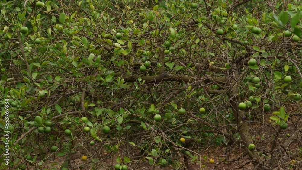 4k ripe and unripe lemon blowing ornamental shade tree 4k ripe and unripe lemon blowing ornamental shade tree