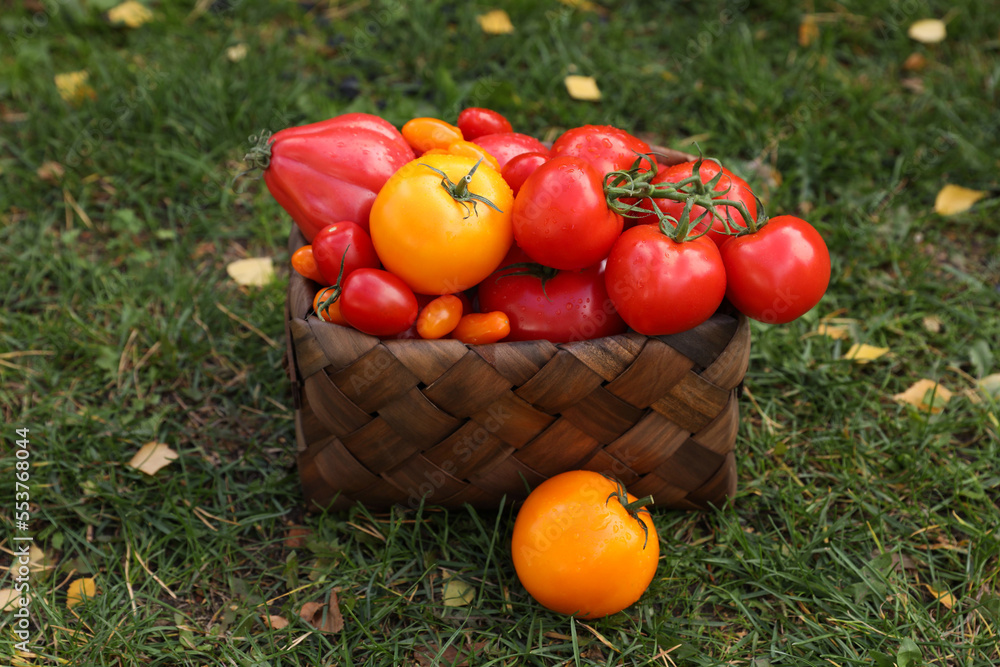 Basket of fresh tomatoes on green grass outdoors Basket of fresh tomatoes on green grass outdoors
