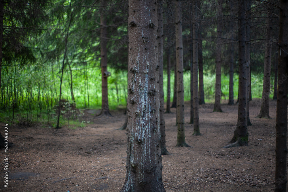 Summer in the coniferous park. Glade strewn with dry pine needles