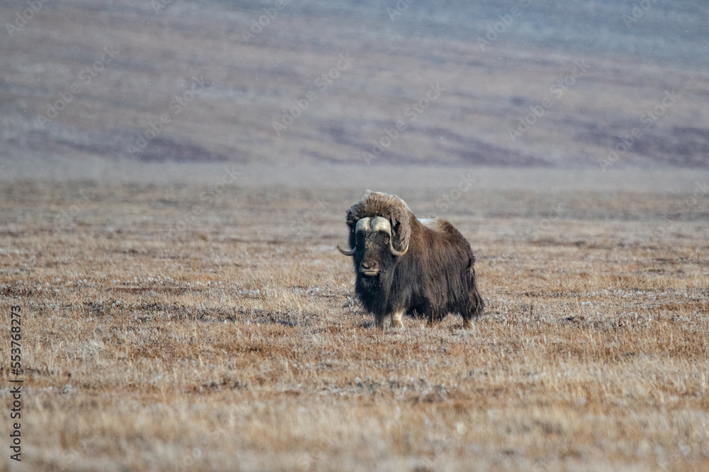 Musk Ox Musk Ox