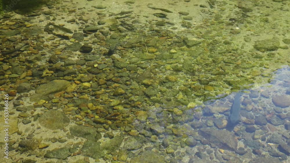 Water on the pond in summer day Water on the pond in summer day