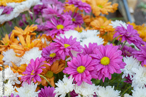 Beautiful top view of chrysanthemum flowers in the garden that is arranged as a colorful natural background image with white, yellow, orange and purple color. Triadic color.