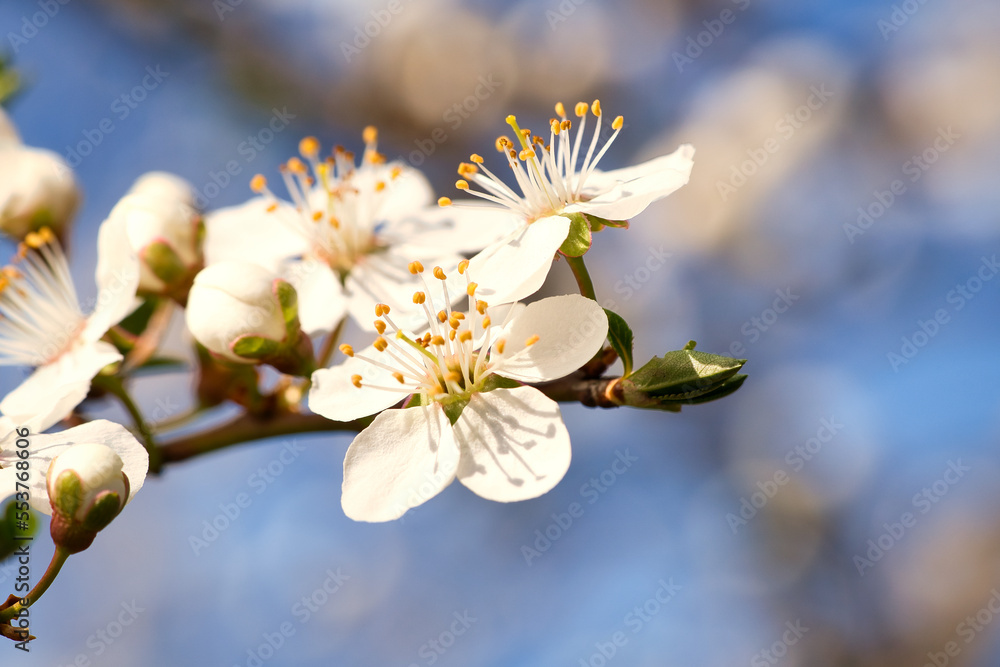 Branch with cherry blossom on fruit tree in garden. Blossom in spring. With bokeh. Branch with cherry blossom on fruit tree in garden. Blossom in spring. With bokeh.