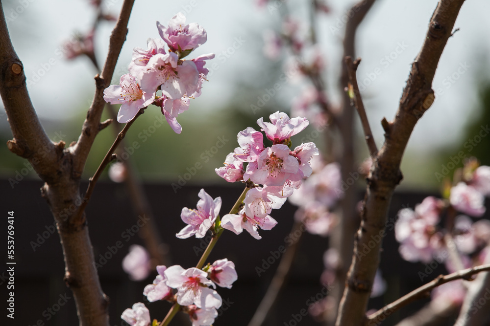 A beautiful blooming nectarine in spring in the garden. A beautiful blooming nectarine in spring in the garden.