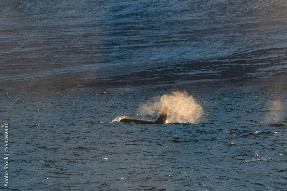 Fototapeta premium Orca, killer whale