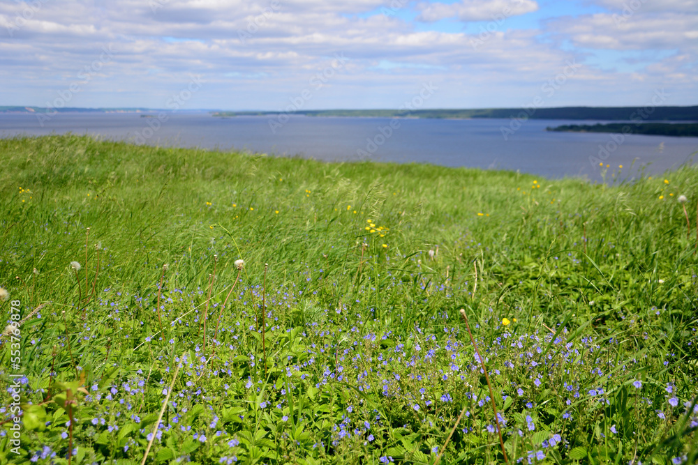 meadow with green grass and blue flowers and Volga river on horizon with cloudy sky meadow with green grass and blue flowers and Volga river on horizon with cloudy sky