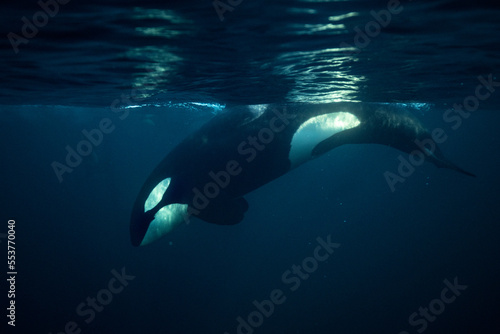 Orca  killer whale