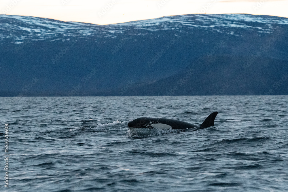 Fototapeta premium Orca, killer whale