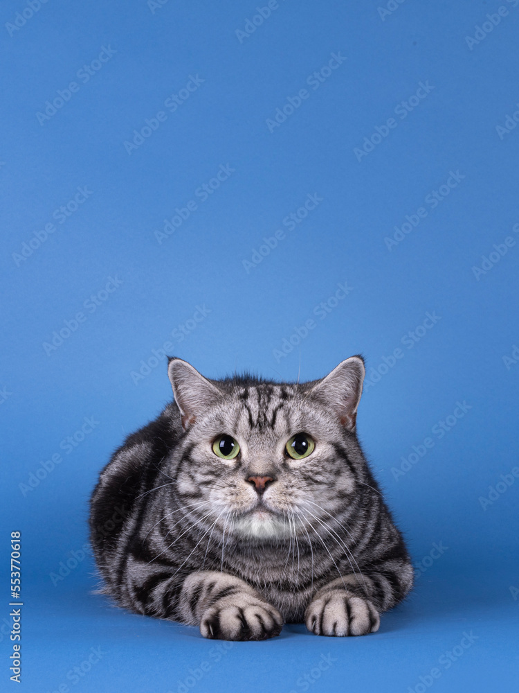 Handsome black silver blotched British Shorthair cat, laying down facing front. Looking straight to camera. Isolated on blue background with copy space.