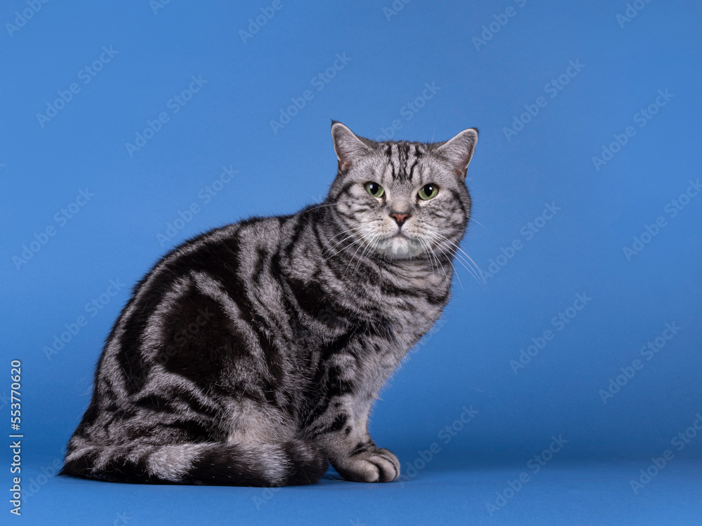 Handsome black silver blotched British Shorthair cat, siting up side ways. Looking straight to camera. Isolated on blue background with copy space. Handsome black silver blotched British Shorthair cat, siting up side ways. Looking straight to camera. Isolated on blue background with copy space.