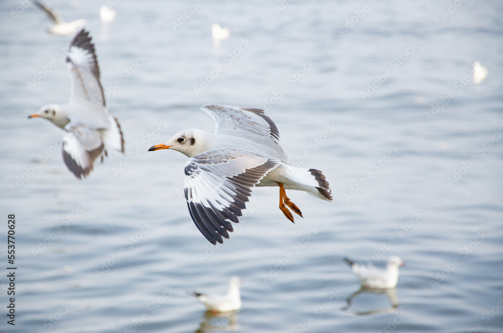 Seagulls that migrate from the cold to live in the Gulf of Thailand. Seagulls that migrate from the cold to live in the Gulf of Thailand.