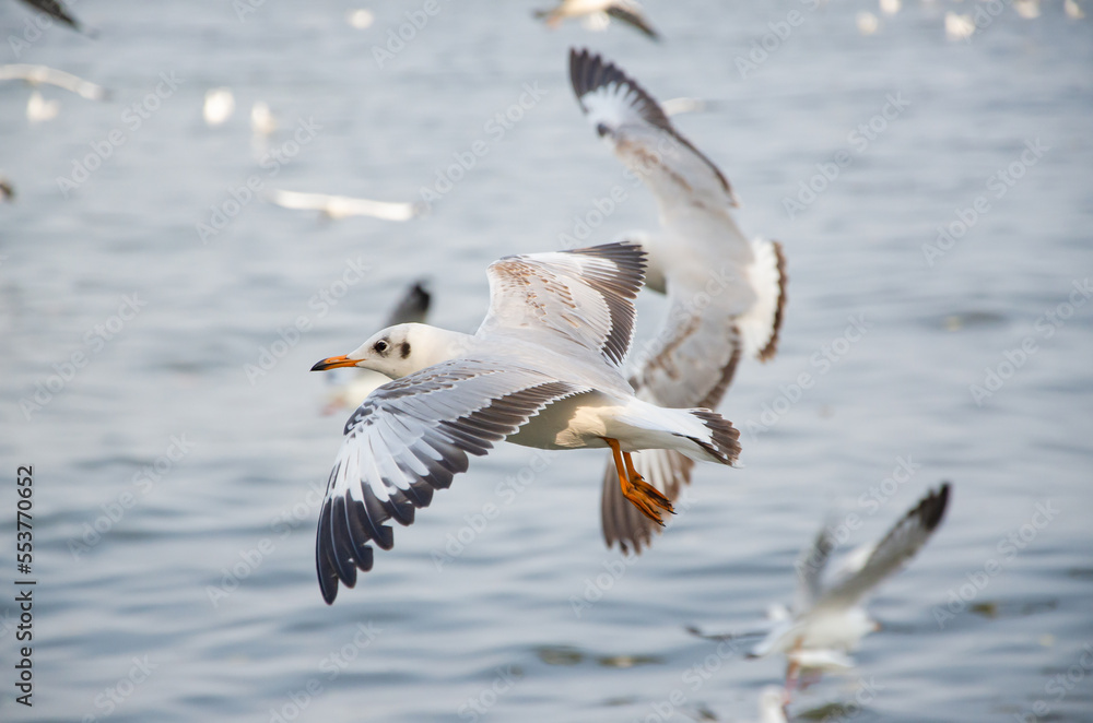 Seagulls that migrate from the cold to live in the Gulf of Thailand.