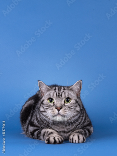 Handsome black silver blotched British Shorthair cat, laying down facing front. Looking straight to camera. Isolated on blue background with copy space.