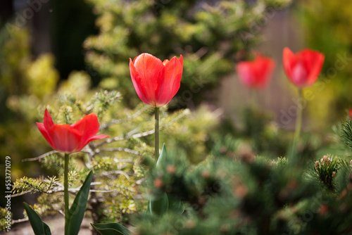 Beautiful blooming red tulips in the garden.