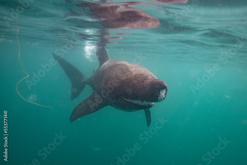 Basking shark