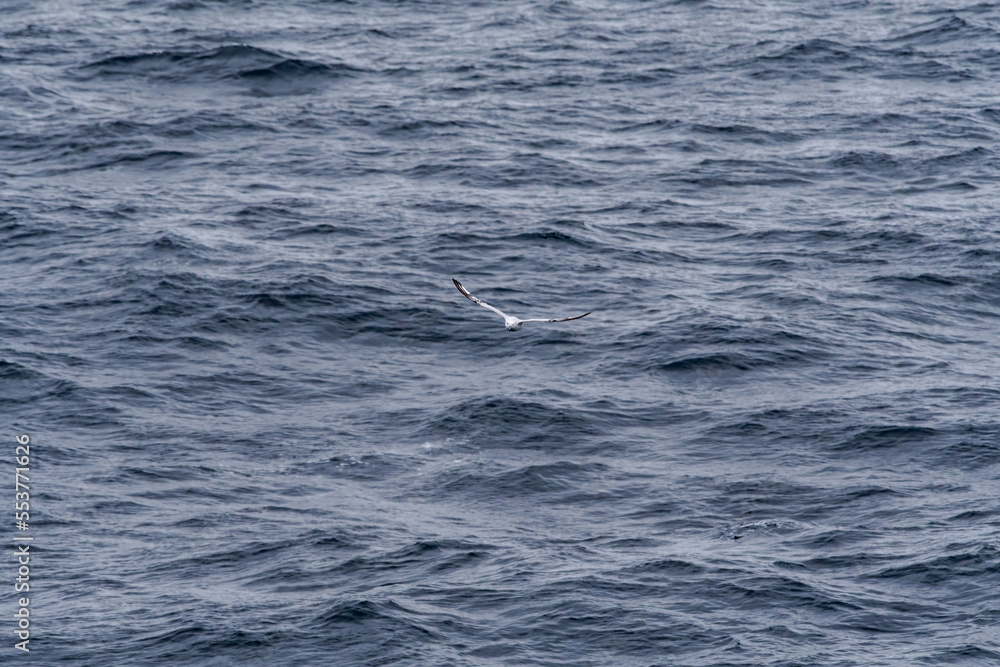 Southern Fulmar (Fulmarus glacialoides) in South Atlantic Ocean, Southern Ocean, Antarctica Southern Fulmar (Fulmarus glacialoides) in South Atlantic Ocean, Southern Ocean, Antarctica