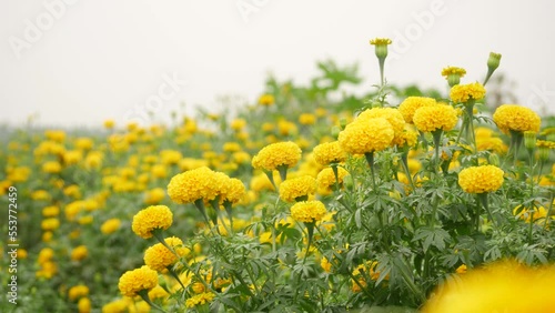 Tall leafy yellow flower breed of margold shorter blurry marigold in background photo