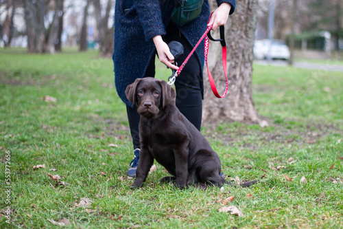 training of a labrador puppy in the park