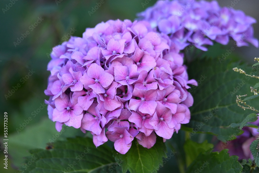 Ortensia Rosa Ortensia Rosa