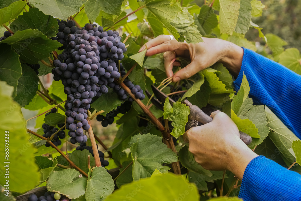 close up female hands collecting black vine grapes cutting by scissors. Grape harvesting.