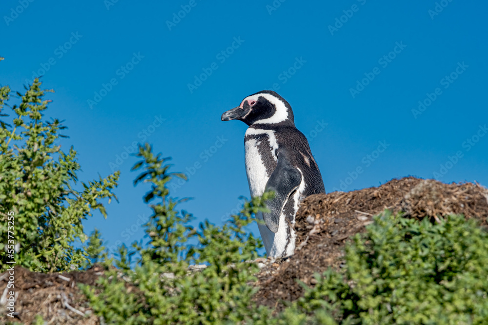 Obraz premium Magellanic Penguin (Spheniscus magellanicus) at colony, Land of Fire (Tierra del Fuego), Argentina