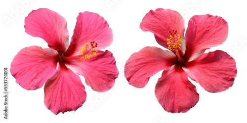 Pink hibiscus flowers isolated on transparent background © floralpro